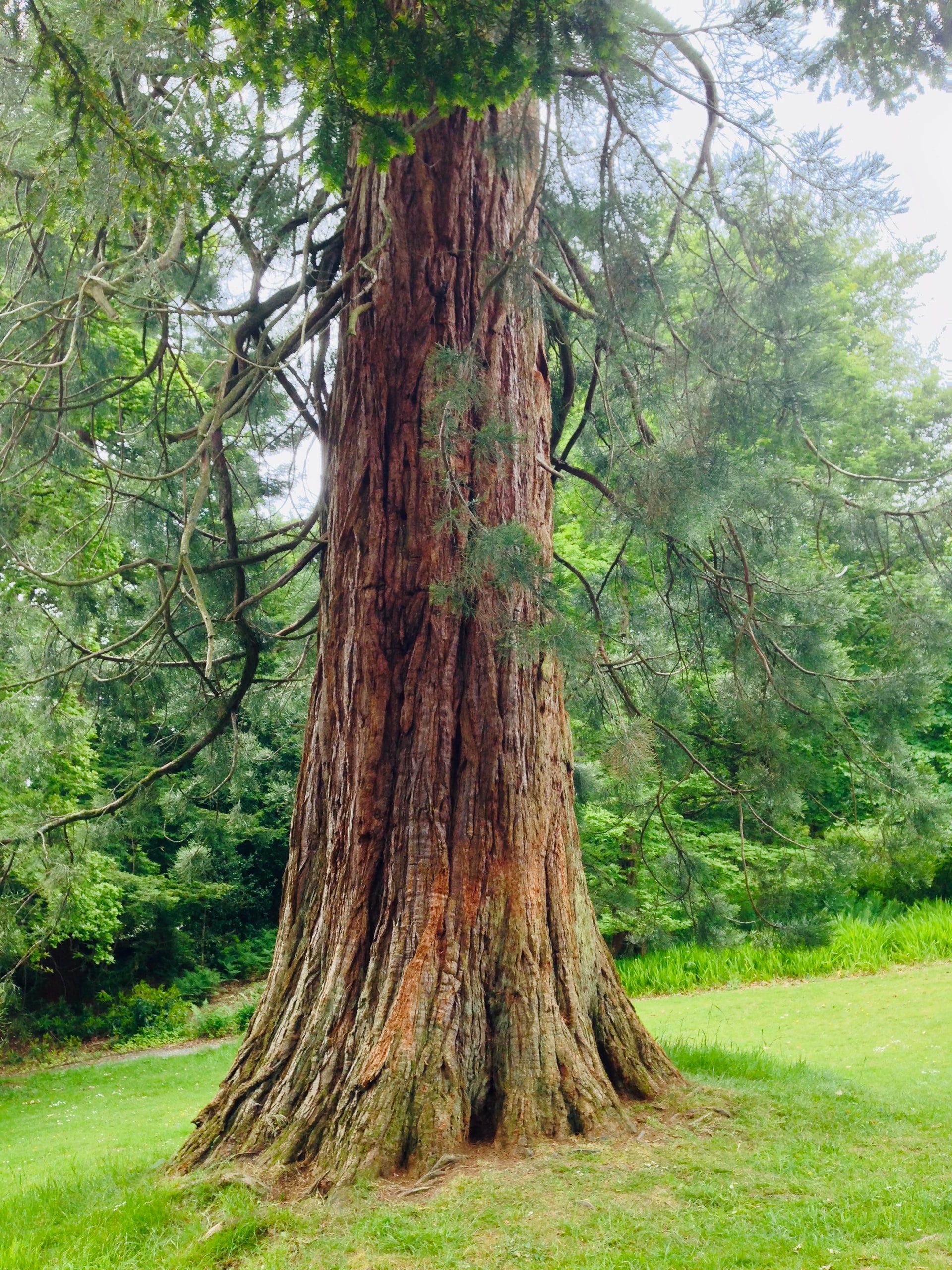 a sturdy trunk