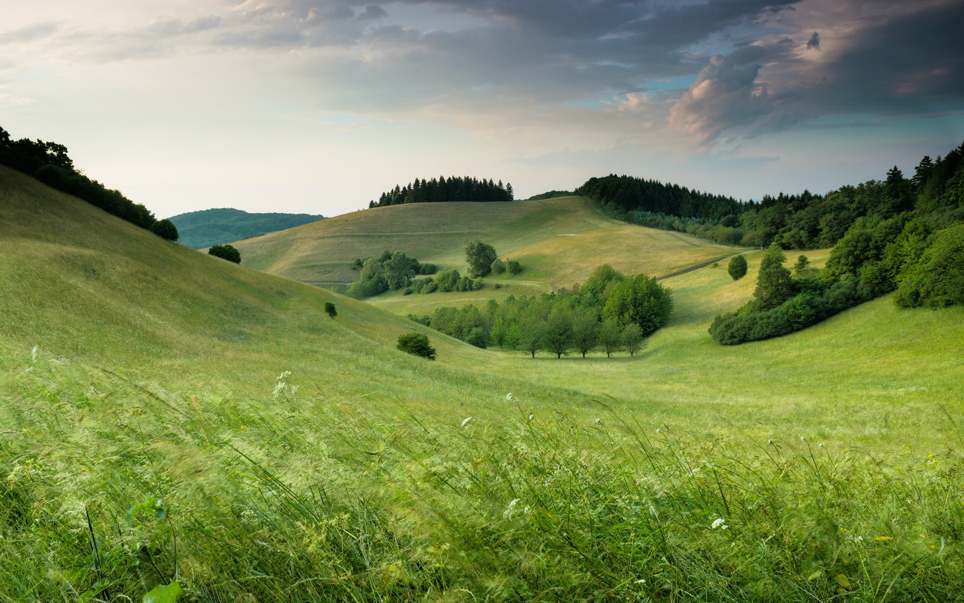 grass and trees